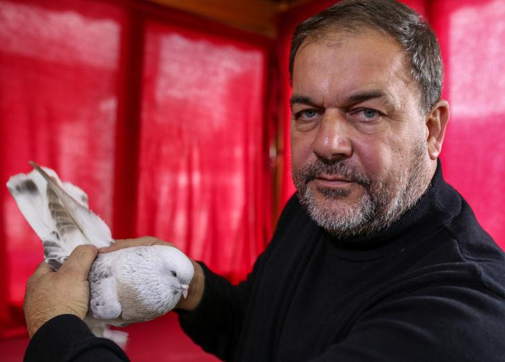 Şebap güvercini otomobil fiyatına satılıyor G4