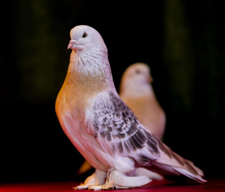 Şebap güvercini otomobil fiyatına satılıyor G2