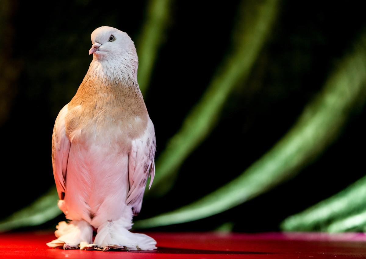 Şebap g&uuml;vercini otomobil fiyatına satılıyor