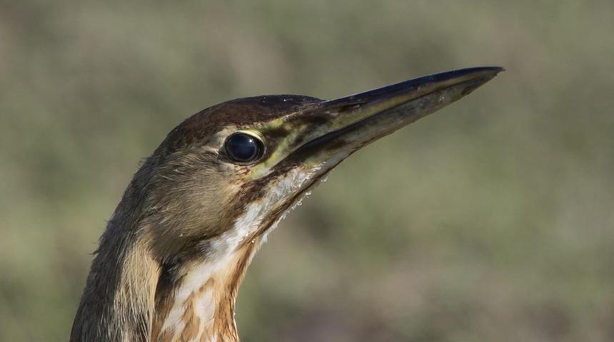 Kuş sayımı yapılırken balaban gözlendi! Ender rastlanıyor
