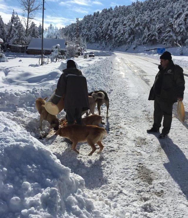 Hayvanlar aç kalmasın diye doğaya yem bıraktılar