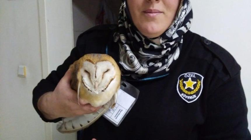 Okulda ’baykuş’ sürprizi