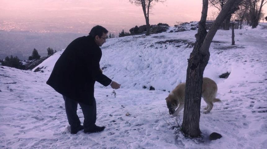Şehzadeler sokak hayvanlarını unutmadı