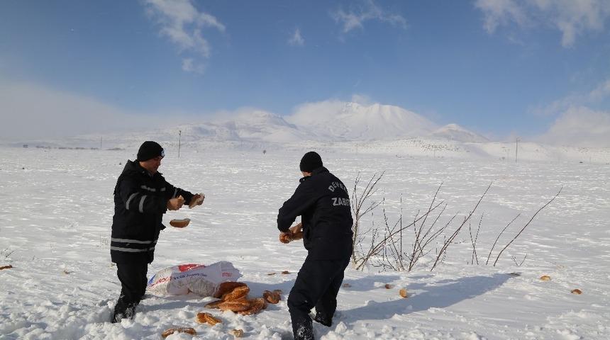 Develi&rsquo;de hayvanlar a&ccedil; kalmıyor