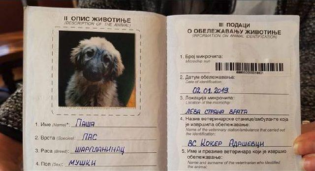 Sırbistan'da bulunan Putin'e 'Paşa' isimli Şar köpeği hediye edilecek