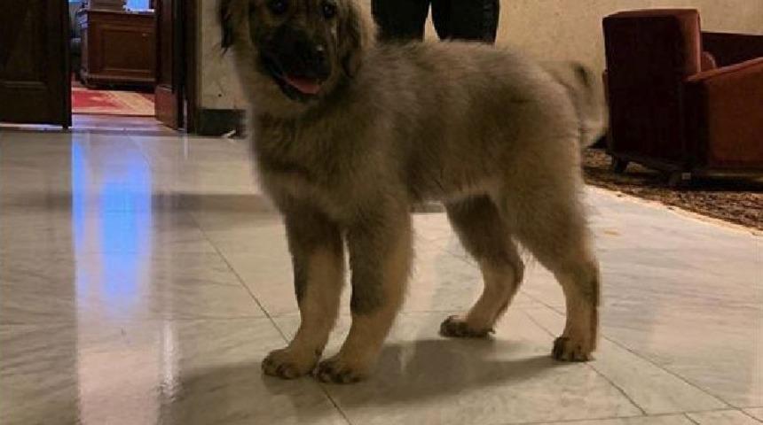 Sırbistan'da bulunan Putin'e 'Paşa' isimli Şar k&ouml;peği hediye edilecek