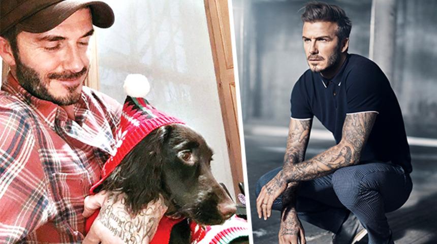 Beckham’ın köpeğinin battaniyesinin fiyatı şoke etti