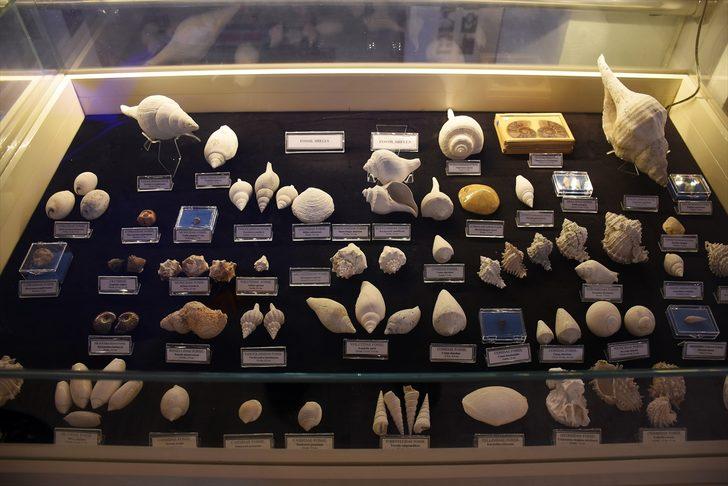   Müzede yıllarca sergilenen deniz kabuğu 460 milyon yıllık çıktı G2