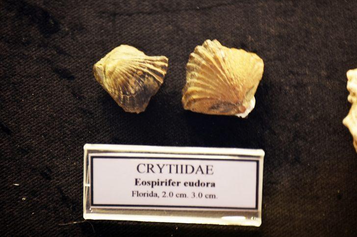   Müzede yıllarca sergilenen deniz kabuğu 460 milyon yıllık çıktı G5