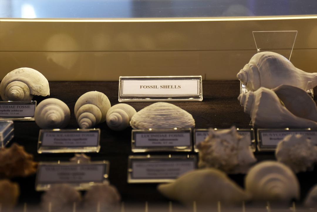   M&uuml;zede yıllarca sergilenen deniz kabuğu 460 milyon yıllık &ccedil;ıktı