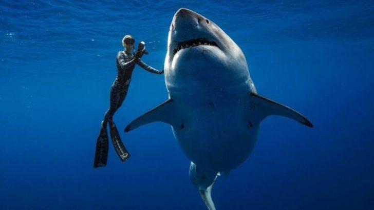 Dünyanın en büyük köpekbalığı görenleri şaşırttı!
