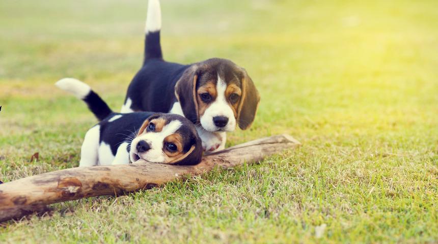 Barınak skandalı: Y&uuml;zlerce k&ouml;pek yer kalmadığı i&ccedil;in uyutuldu