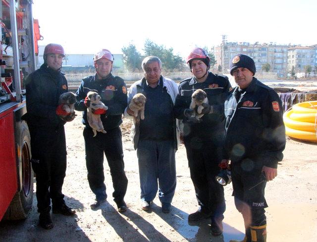 Rayların arasına sıkışan yavru köpekler, iş makinesi ile kurtarıldı