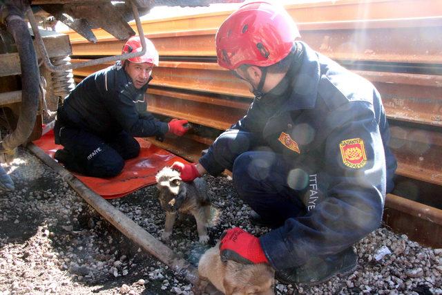 Rayların arasına sıkışan yavru köpekler, iş makinesi ile kurtarıldı