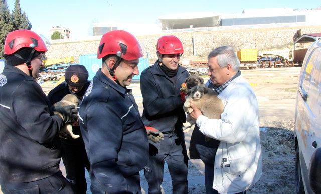 Rayların arasına sıkışan yavru köpekler, iş makinesi ile kurtarıldı