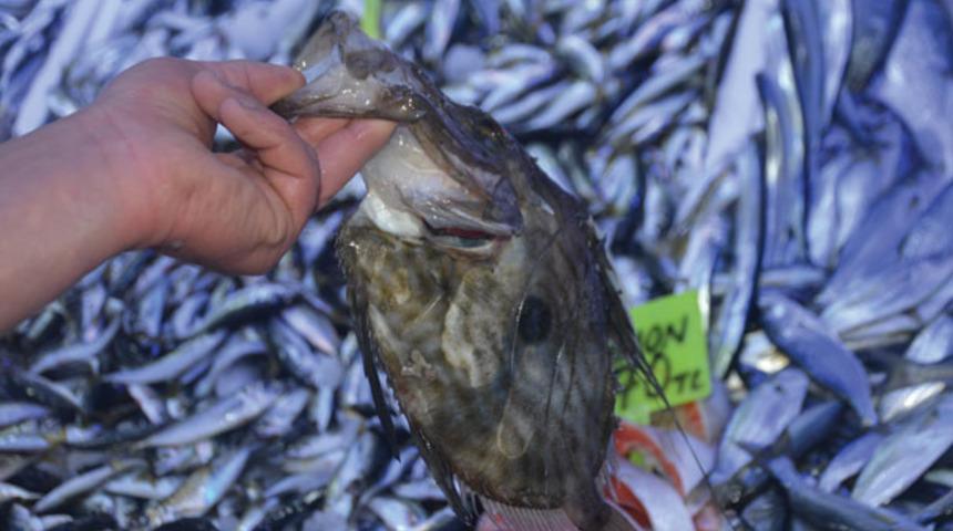 Böylesini ilk kez gördüler! Dülgeri görüntüsü nedeniyle tercih etmiyorlar