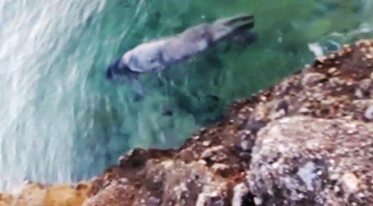 Gökova Körfezi'nde Akdeniz foku görüldü G1