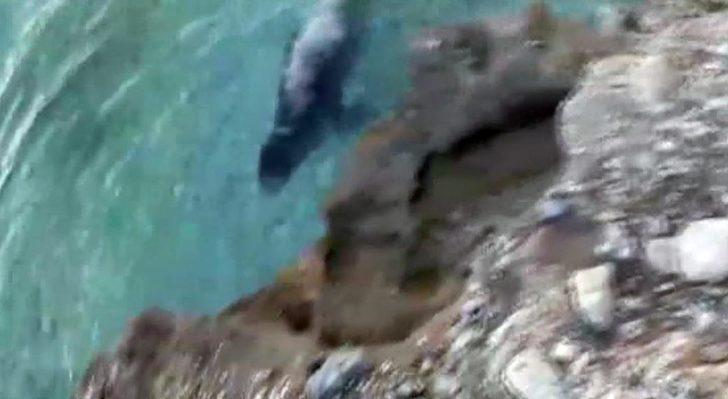 Gökova Körfezi'nde Akdeniz foku görüldü G2