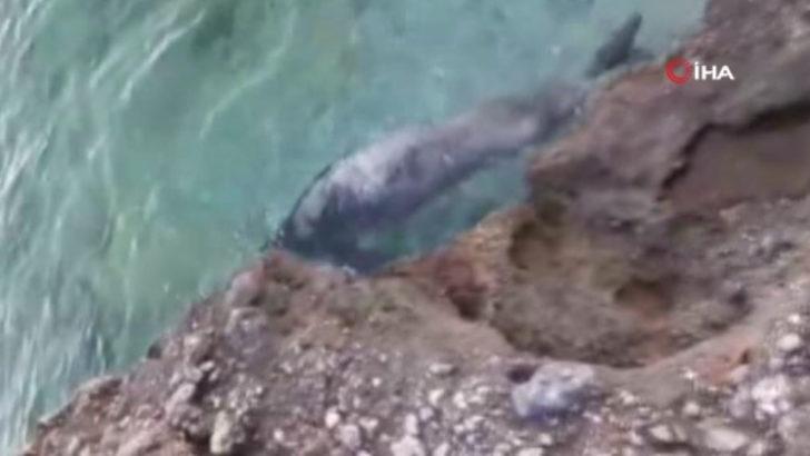 Gökova Körfezi'nde Akdeniz foku görüldü G3