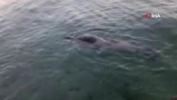 Gökova Körfezi'nde Akdeniz foku görüldü G5