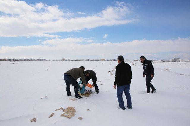 Karaman’da belediye sokak köpeklerine yiyecek bıraktı