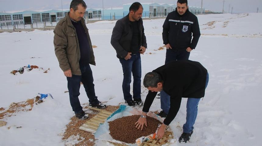 Karaman&rsquo;da belediye sokak k&ouml;peklerine yiyecek bıraktı