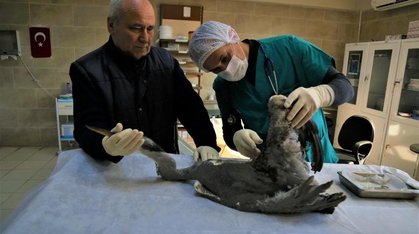 Yaralı balık&ccedil;ıl kuşu tedavi edildi