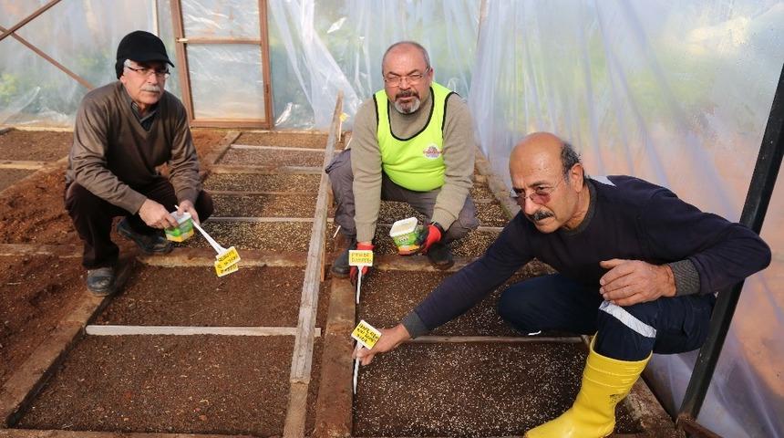 Mezitli G&ouml;n&uuml;ll&uuml; Serası&rsquo;nda tohum ekimi yapıldı