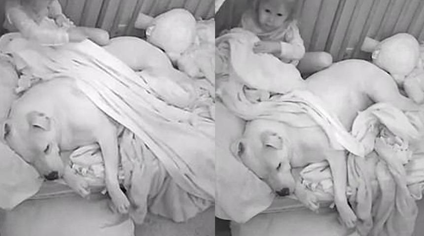 Şaşkına &ccedil;eviren y&ouml;ntem! K&uuml;&ccedil;&uuml;k kızını 45 kiloluk Pitbull cinsi k&ouml;pekle yatıran baba tepki topluyor