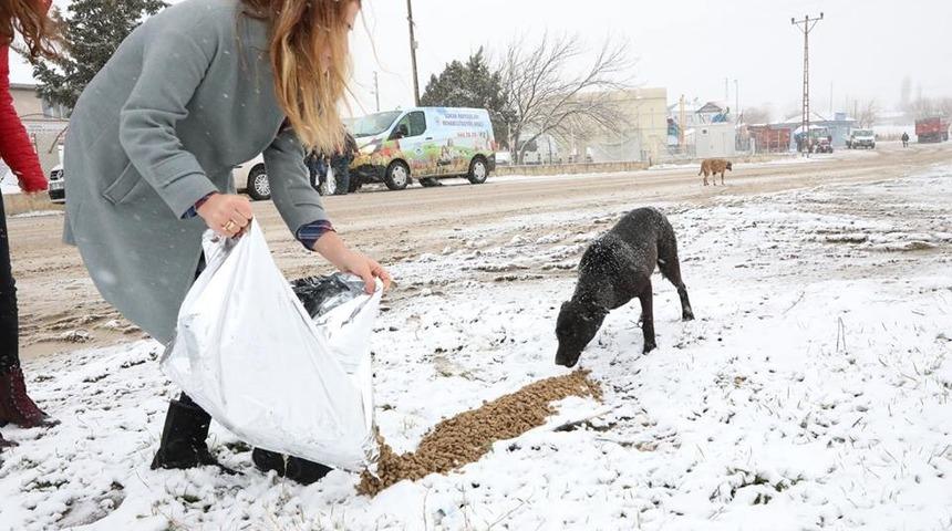 Belediye ekipleri ile &uuml;niversiteliler sokak hayvanlarını besledi