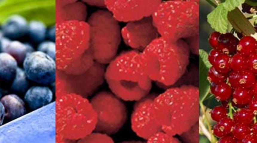 Frambuazlı, &Ccedil;ilekli Tarifler