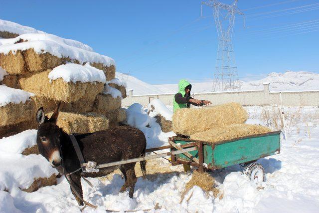 Kayseri&rsquo;de akıllı eşek  Keko  verilen komutları yerine getiriyor 1