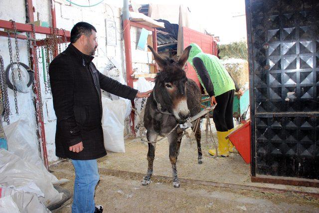 Kayseri&rsquo;de akıllı eşek  Keko  verilen komutları yerine getiriyor 2