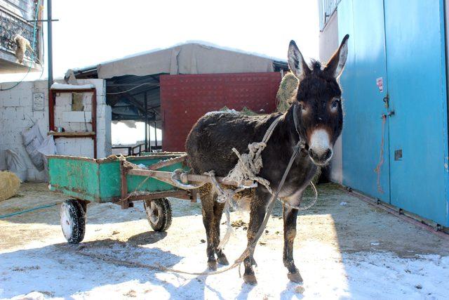 Kayseri&rsquo;de akıllı eşek  Keko  verilen komutları yerine getiriyor 3