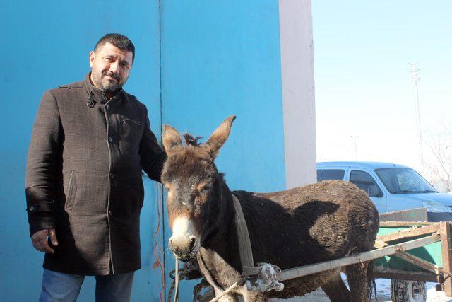 Kayseri&rsquo;de akıllı eşek  Keko  verilen komutları yerine getiriyor 4