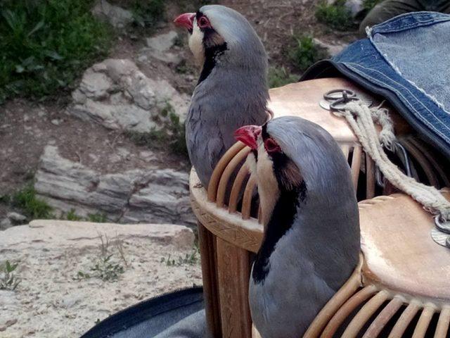 Sason’da avlanma yasağı 27 Ocak’ta başlayacak