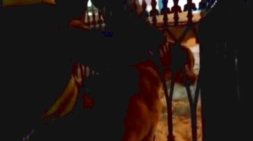 Kafası demir parmaklıklara sıkışan k&ouml;peği itfaiye ekipleri kurtardı