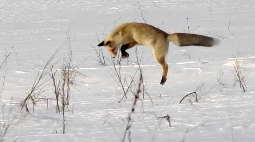 Kızıl Tilkinin usta avcılığı