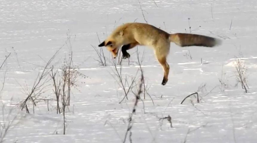 Kızıl Tilkinin usta avcılığı