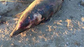 Hatay'da ölü yunus karaya vurdu