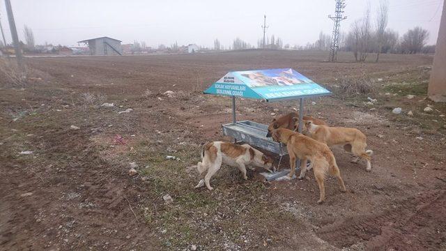 Aslanapa Belediyesi hayvanlar için beslenme noktaları yerleştirdi