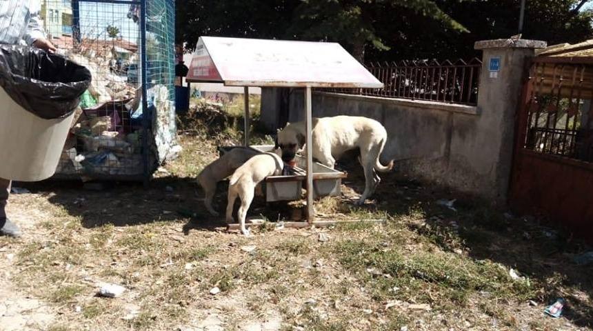 Aslanapa Belediyesi hayvanlar i&ccedil;in beslenme noktaları yerleştirdi
