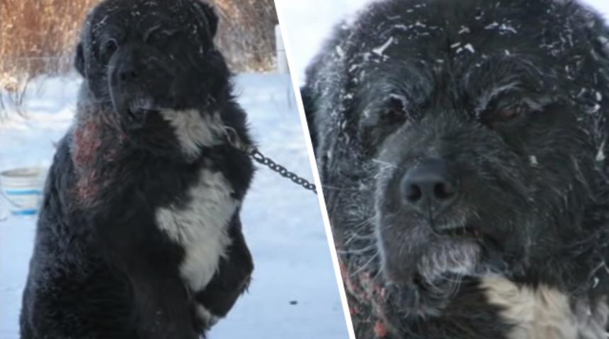 -40 derece soğukta 4 yıl boyunca bağlı bırakıldı! Kurtarıcılarına böyle teşekkür etti
