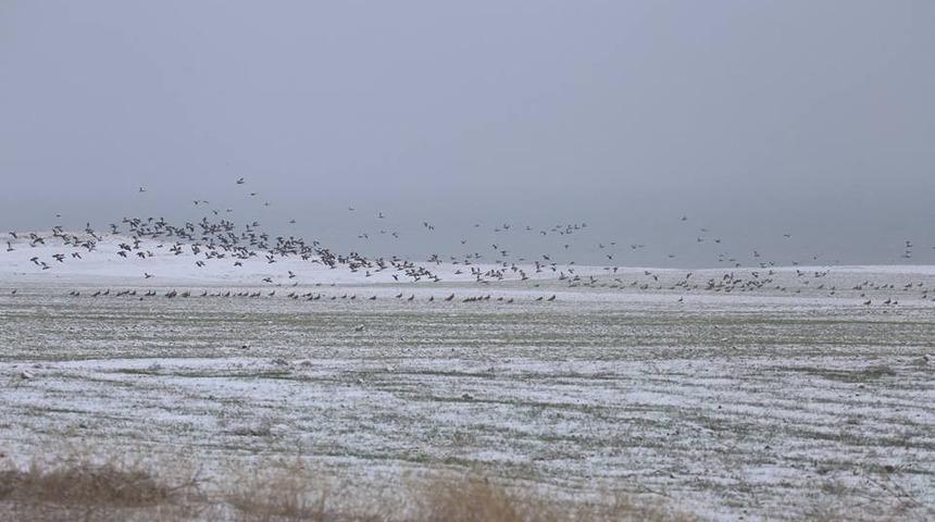 Elazığ&rsquo;da kış ortası kuş sayımı yapıldı