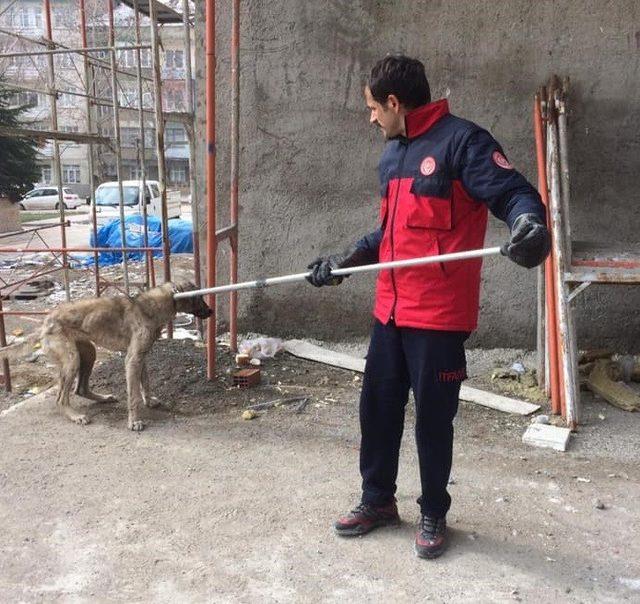 Çatıda mahsur kalan köpek kurtarıldı