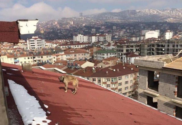 Çatıda mahsur kalan köpek kurtarıldı