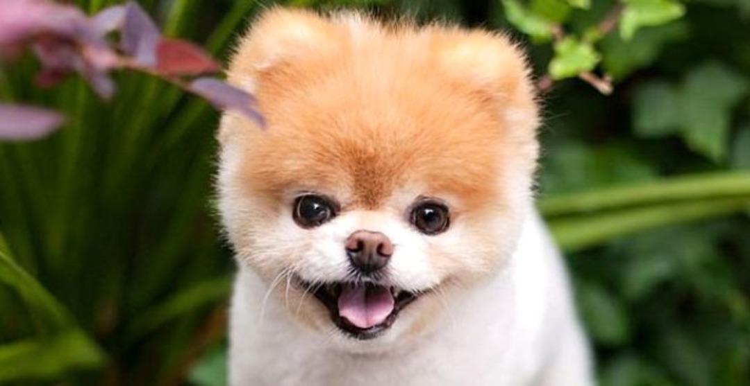 &Ouml;l&uuml;m&uuml; 17 milyon takip&ccedil;isini yasa boğan k&ouml;pek Boo...