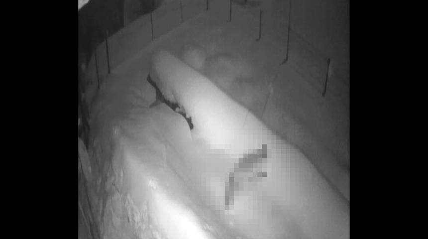 Sivas'ta korkutan görüntü! Aç kalan tilki köye indi