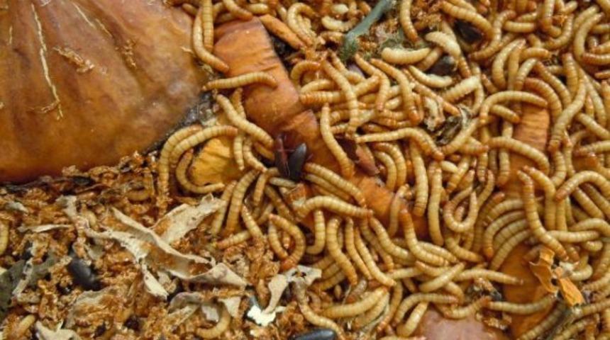 Dikkat! Eviniz sandığınız kadar hijyenik olmayabilir