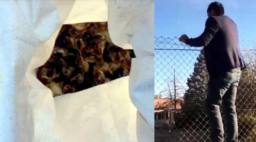 Diyarbakır'da korkunç olay! Civcivleri sokak köpeklerine yedirmişler